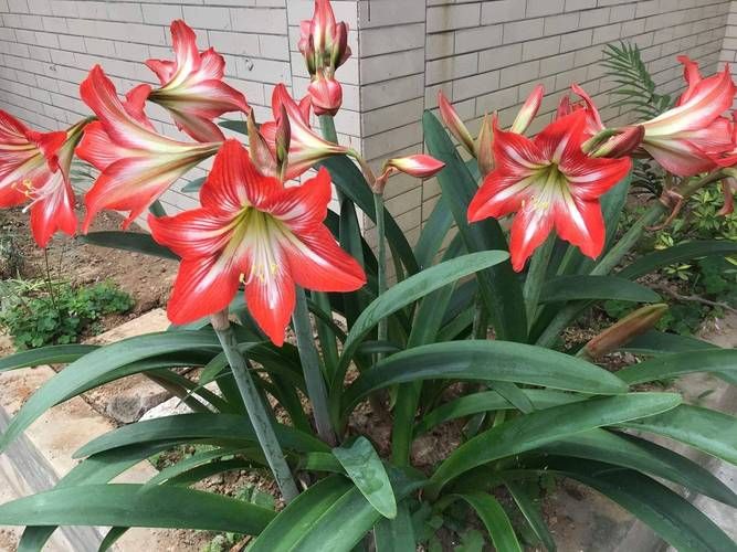 优艳之花官方网站：便捷的在线购物和售后服务