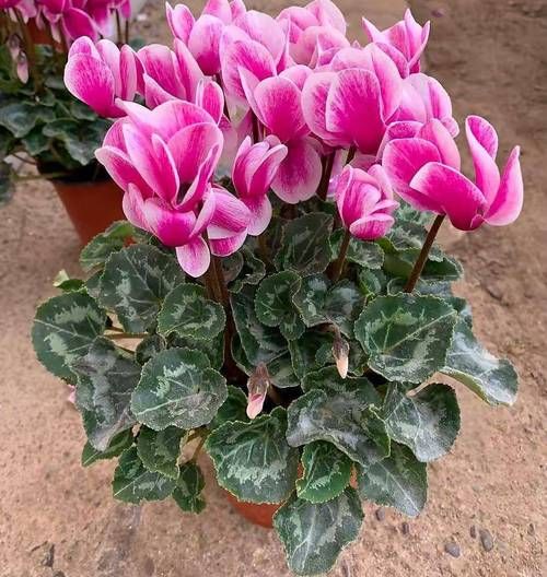 优艳之花官方网站：便捷的在线购物和售后服务