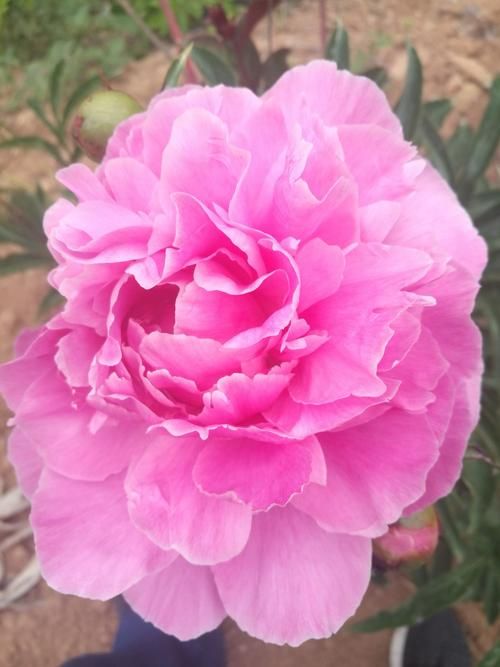 优艳之花官方网站：便捷的在线购物和售后服务