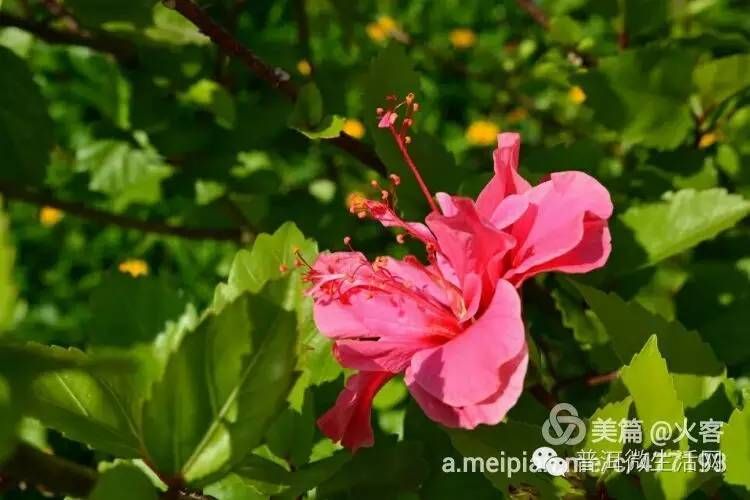 优艳之花官网更新地址是什么？避免进入假网站