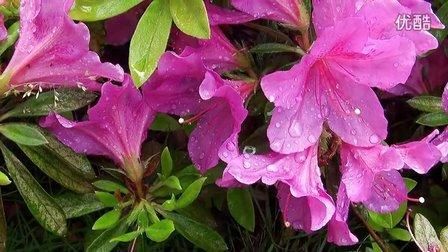 优艳之花官网更新地址是什么？避免进入假网站