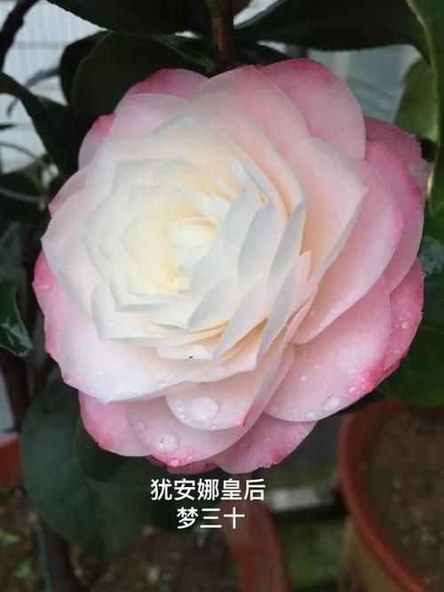 优艳之花官网更新地址是什么？避免进入假网站