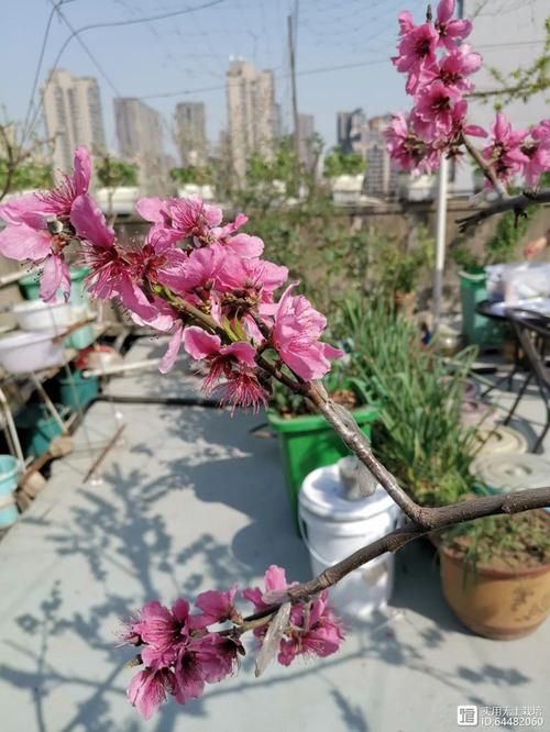 优艳之花官网更新地址是什么？避免进入假网站