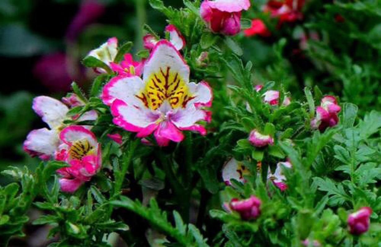 优艳之花最新消息：你想知道的都在这里！