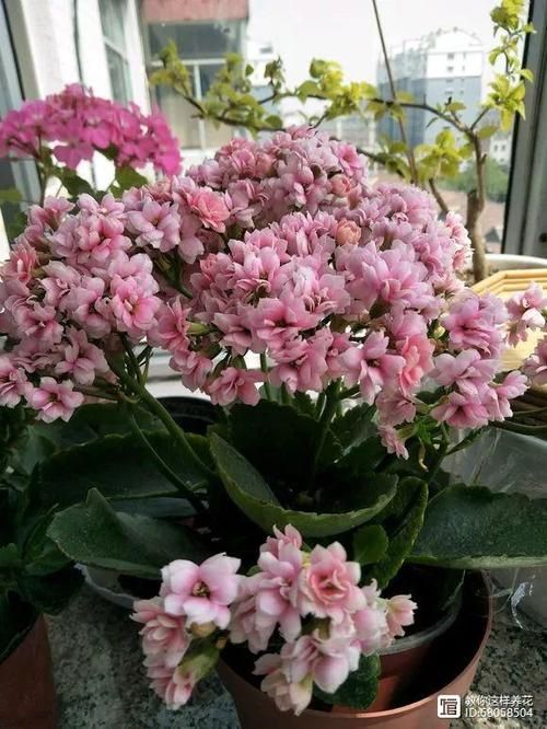 优艳之花最新消息：你想知道的都在这里！