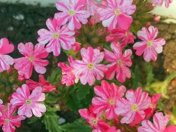 优艳之花最新消息：你想知道的都在这里！