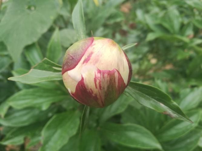 优艳之花最新版本功能特色：全面提升用户体验