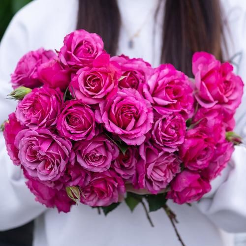 优艳之花最新版本功能特色：全面提升用户体验