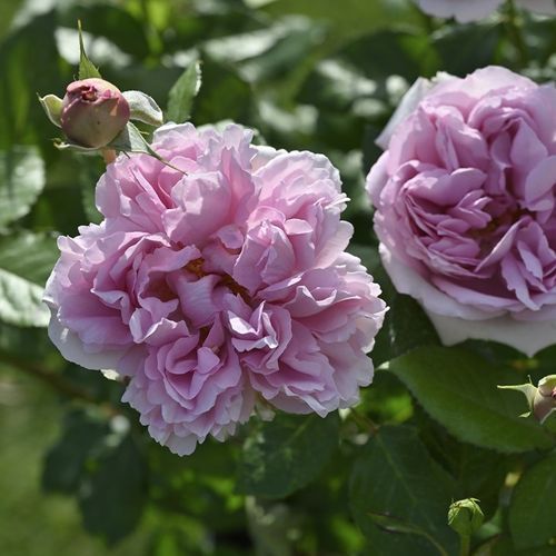 优艳之花最新版本功能特色：全面提升用户体验