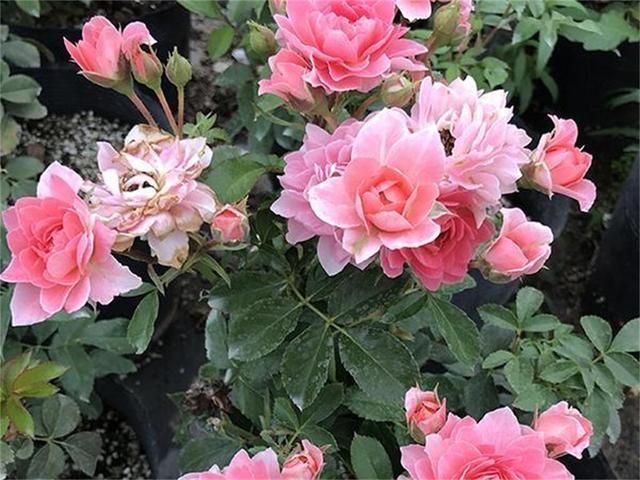 优艳之花最新版本号是多少？下载最新版体验更多功能！