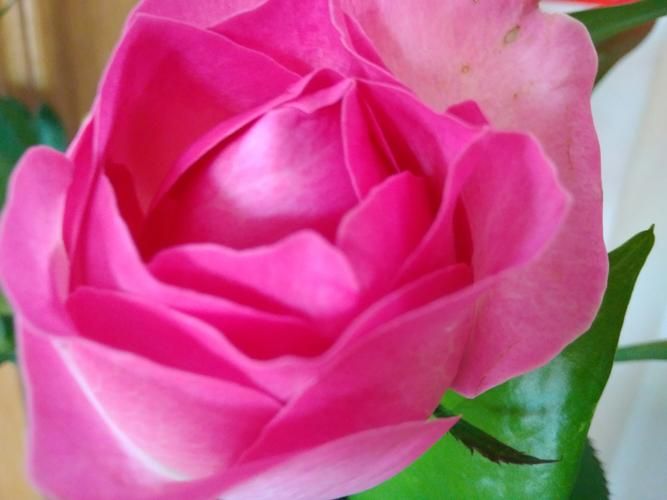 优艳之花最新版本号是多少？下载最新版体验更多功能！