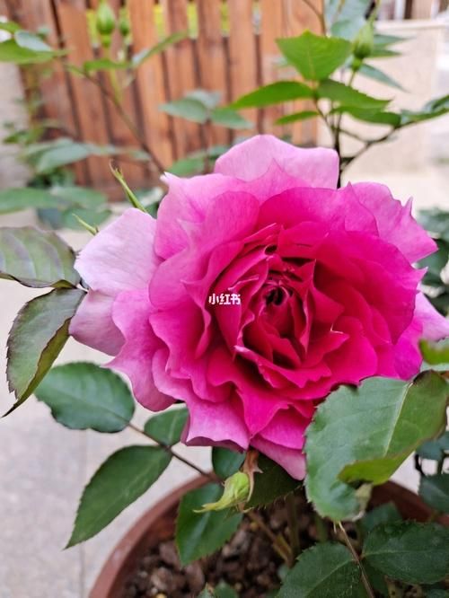 优艳之花最新版本号是多少？下载最新版体验更多功能！