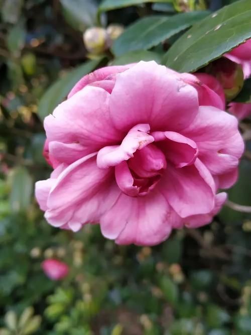 优艳之花最新版本号是多少？下载最新版体验更多功能！