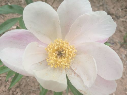 优艳之花最新版本号是多少？下载最新版体验更多功能！