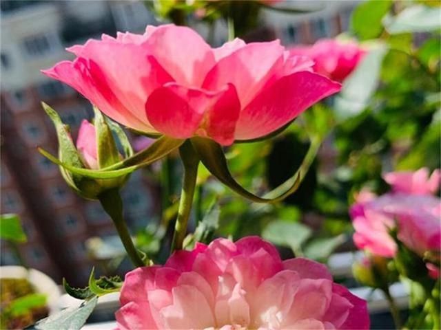 优艳之花最新版本号是多少？下载最新版体验更多功能！