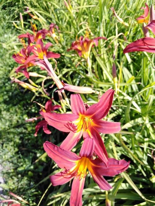 优艳之花游戏攻略：收集所有鲜花的详细步骤