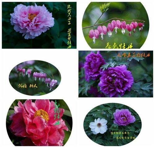 优艳之花游戏攻略：收集所有鲜花的详细步骤