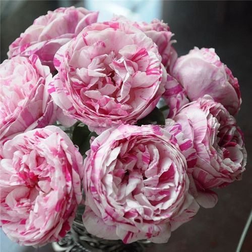 优艳之花游戏攻略：收集所有鲜花的详细步骤