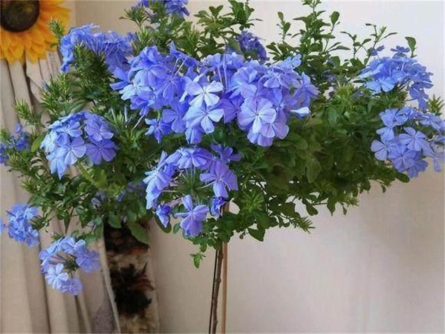 优艳之花版本大全：你想看的版本这里都有