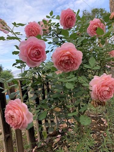 优艳之花版本大全:你想看的版本这里都有 优艳之花版本大全:你想看的版本这里都有