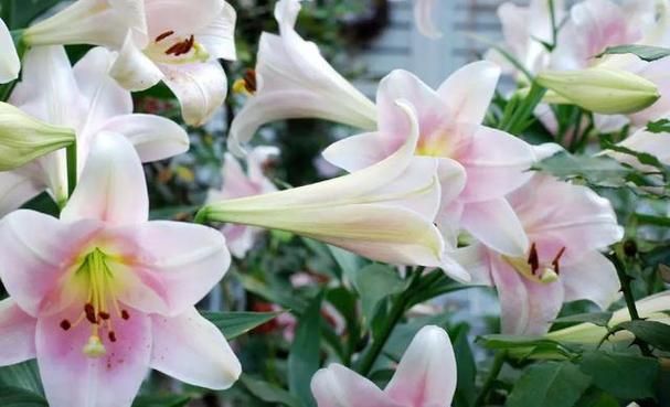 优艳之花版本大全:你想看的版本这里都有 优艳之花版本大全:你想看的版本这里都有