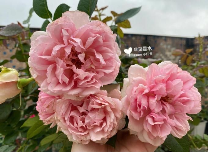 优艳之花版本大全:你想看的版本这里都有 优艳之花版本大全:你想看的版本这里都有