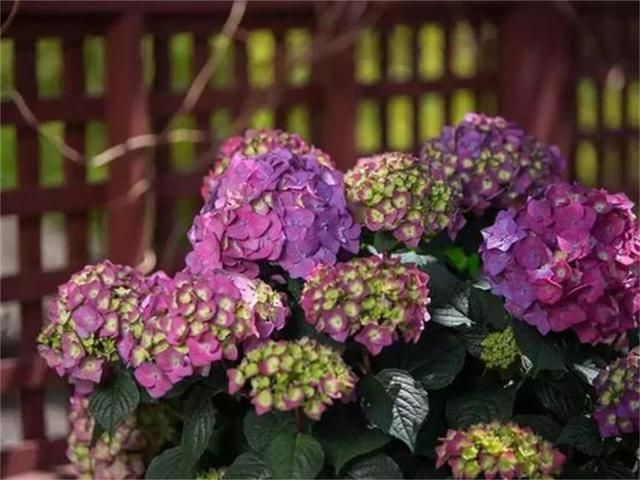 优艳之花版本大全:你想看的版本这里都有 优艳之花版本大全:你想看的版本这里都有