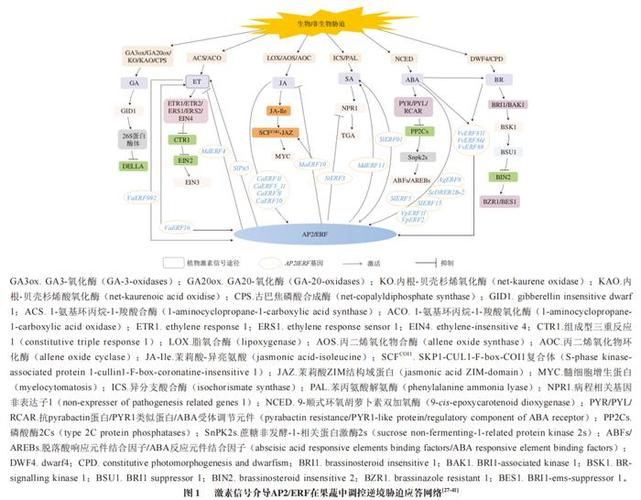剖析胁迫COERCION最新版本：从肿瘤细胞到国际关系