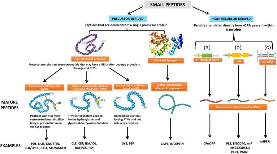 剖析胁迫COERCION最新版本：从肿瘤细胞到国际关系