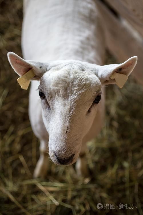 剪羊羊如何下载？教你快速找到安全下载链接