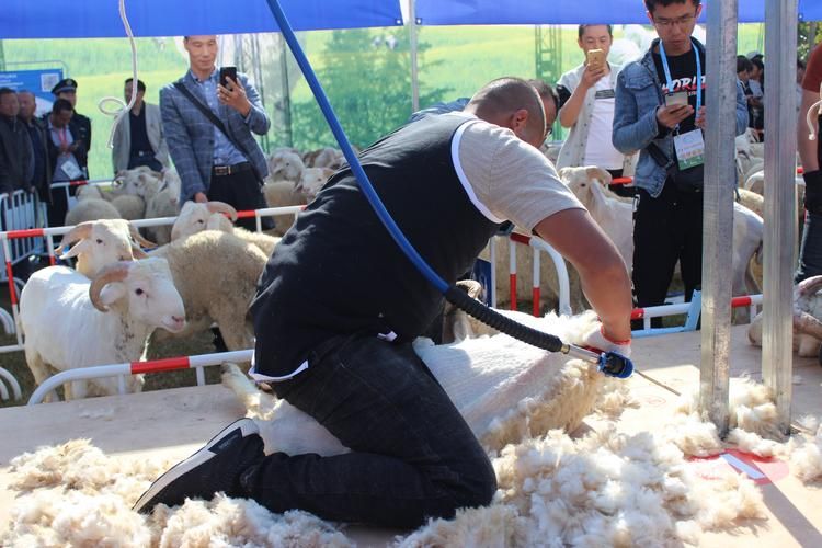 剪羊羊官网:最全的剪羊羊软件下载资源 剪羊羊官网:最全的剪羊羊软件下载资源