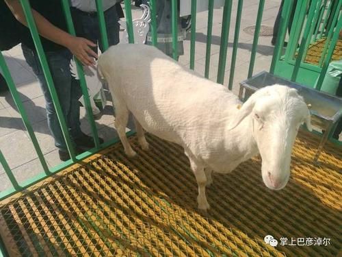 剪羊羊更新地址在哪？最新版下载入口分享