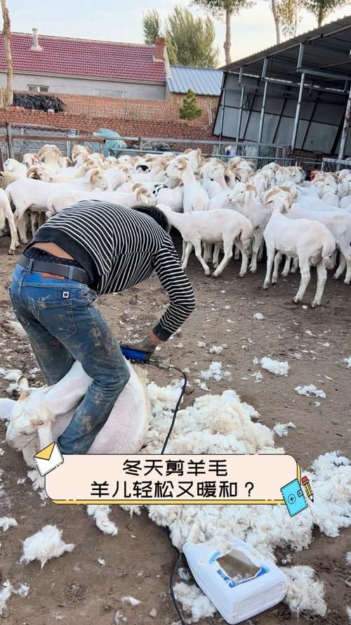 剪羊羊更新地址在哪?最新版下载入口分享 剪羊羊更新地址在哪?最新版下载入口分享