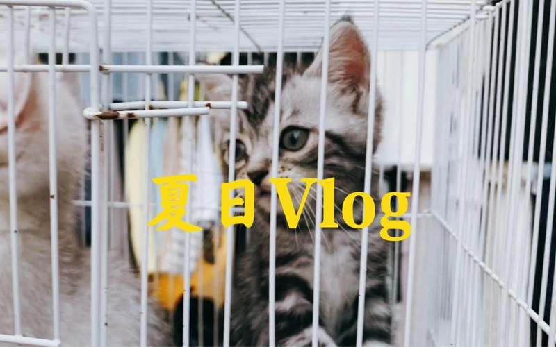 变身夏日V1.37官方网站：体验不一样的夏日同居生活