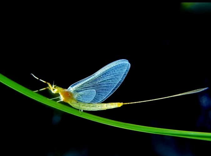 史上最全蜉蝣版本大全：从旧版到最新版，一次看个够！