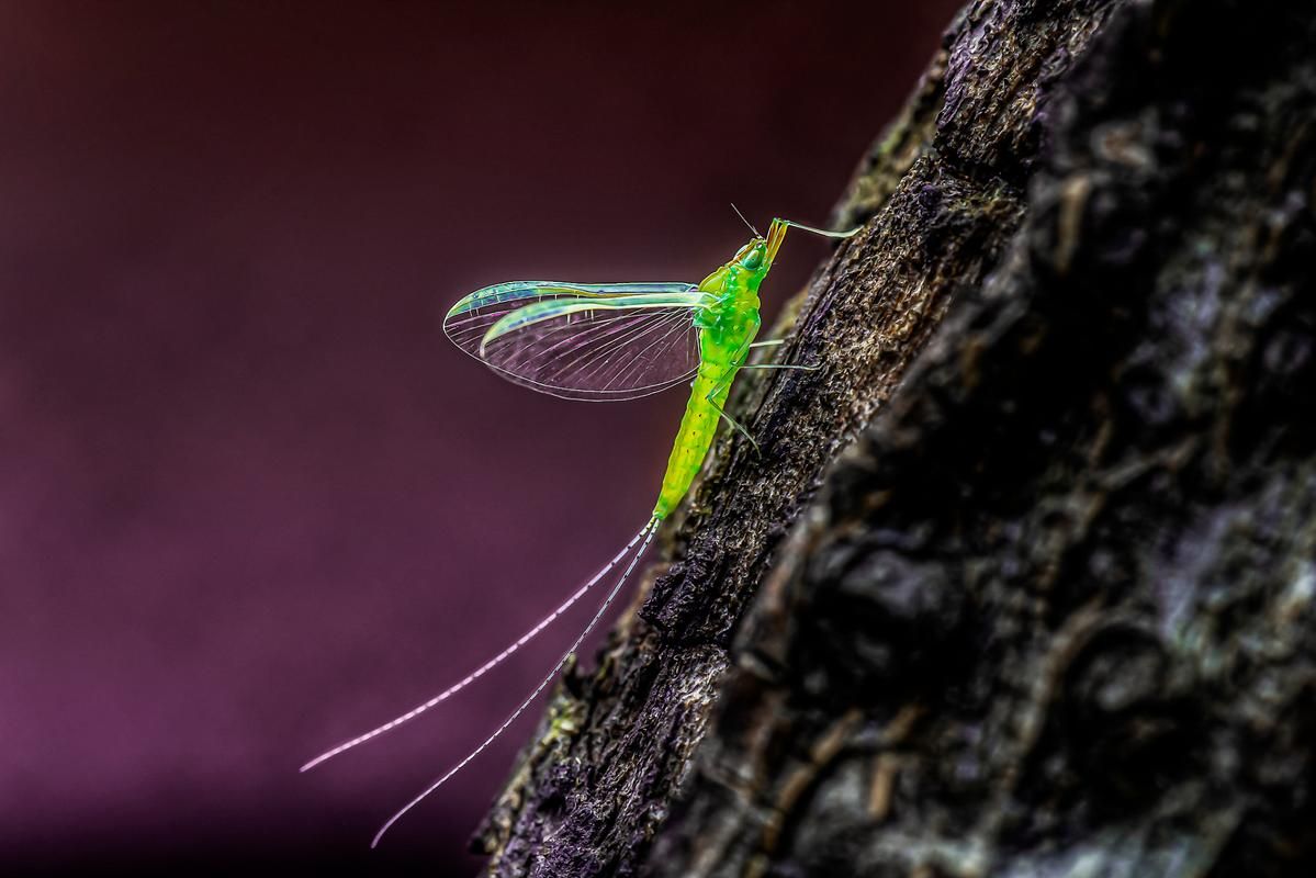 史上最全蜉蝣版本大全：从旧版到最新版，一次看个够！