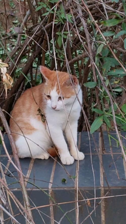 史上最全野猫版本大全，免费下载，快速上手！