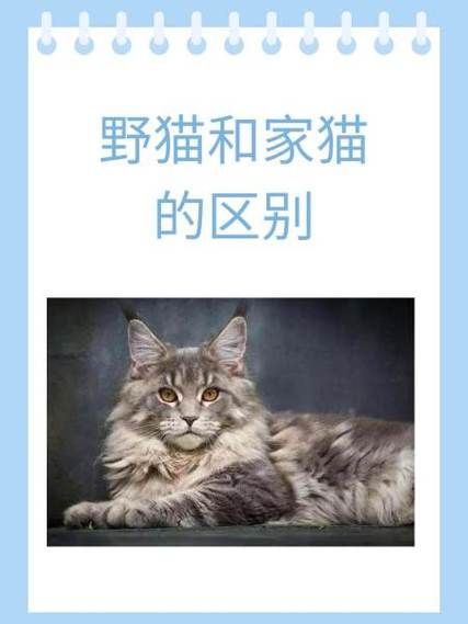 史上最全野猫版本大全，免费下载，快速上手！