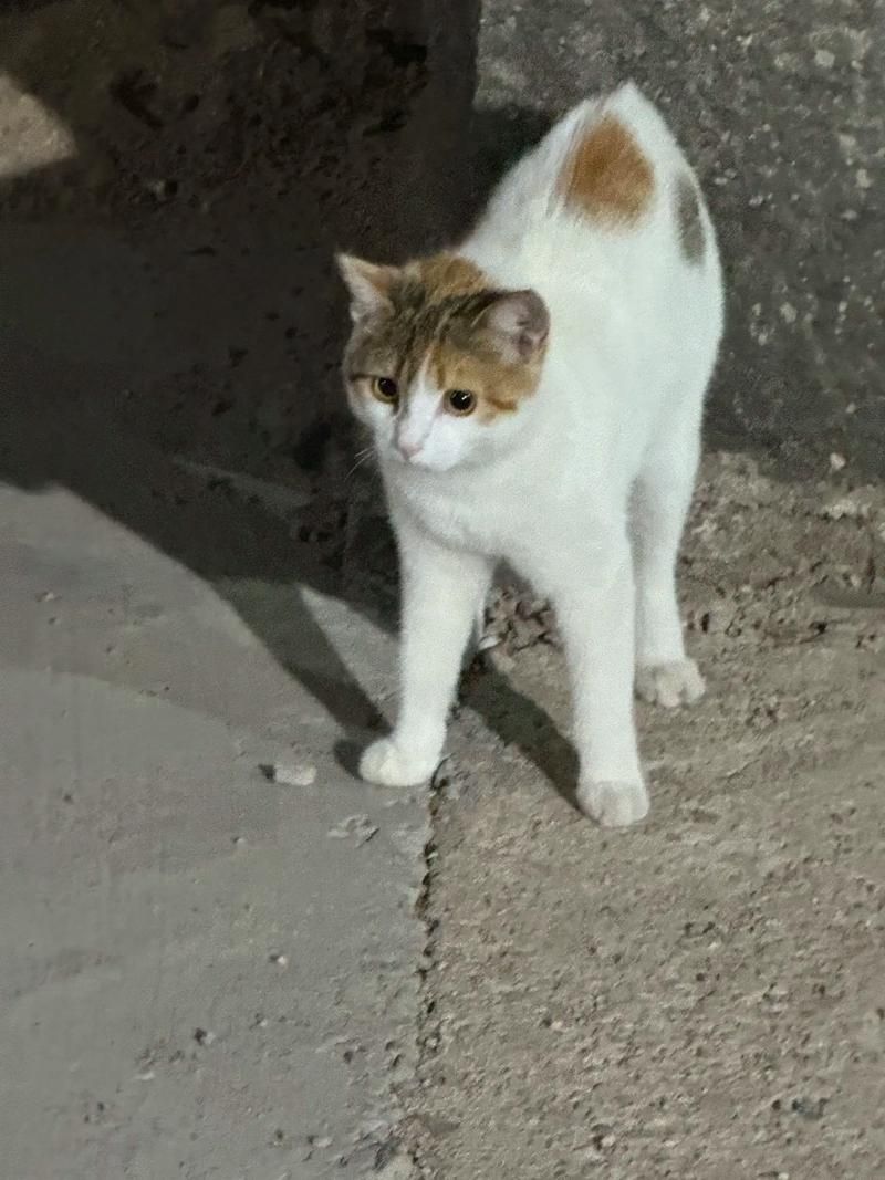 史上最全野猫版本大全，免费下载，快速上手！