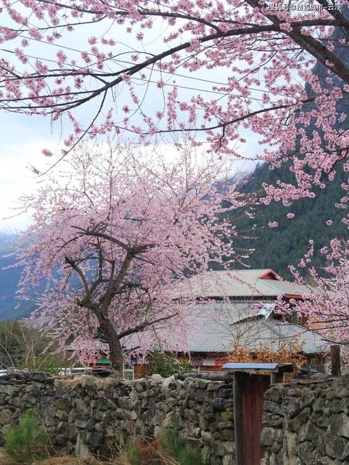 各版本桃花境大比拼：哪个版本更适合你？