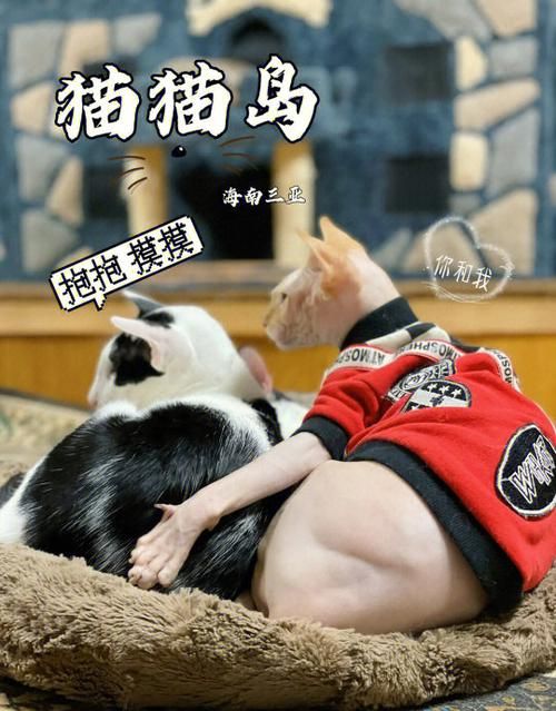 喵喵岛3最新版本号是多少？快速了解游戏最新更新