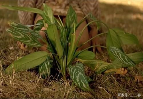 回顾经典：妻子的困境重温官网带你重温剧情