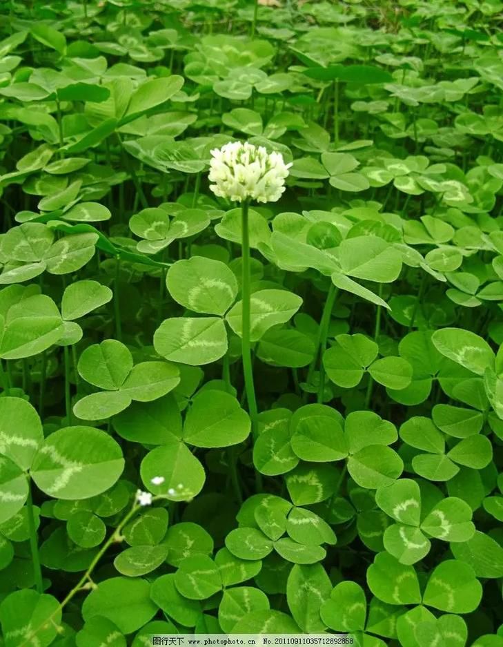 夏色四叶草在哪下载？最新版本免费下载