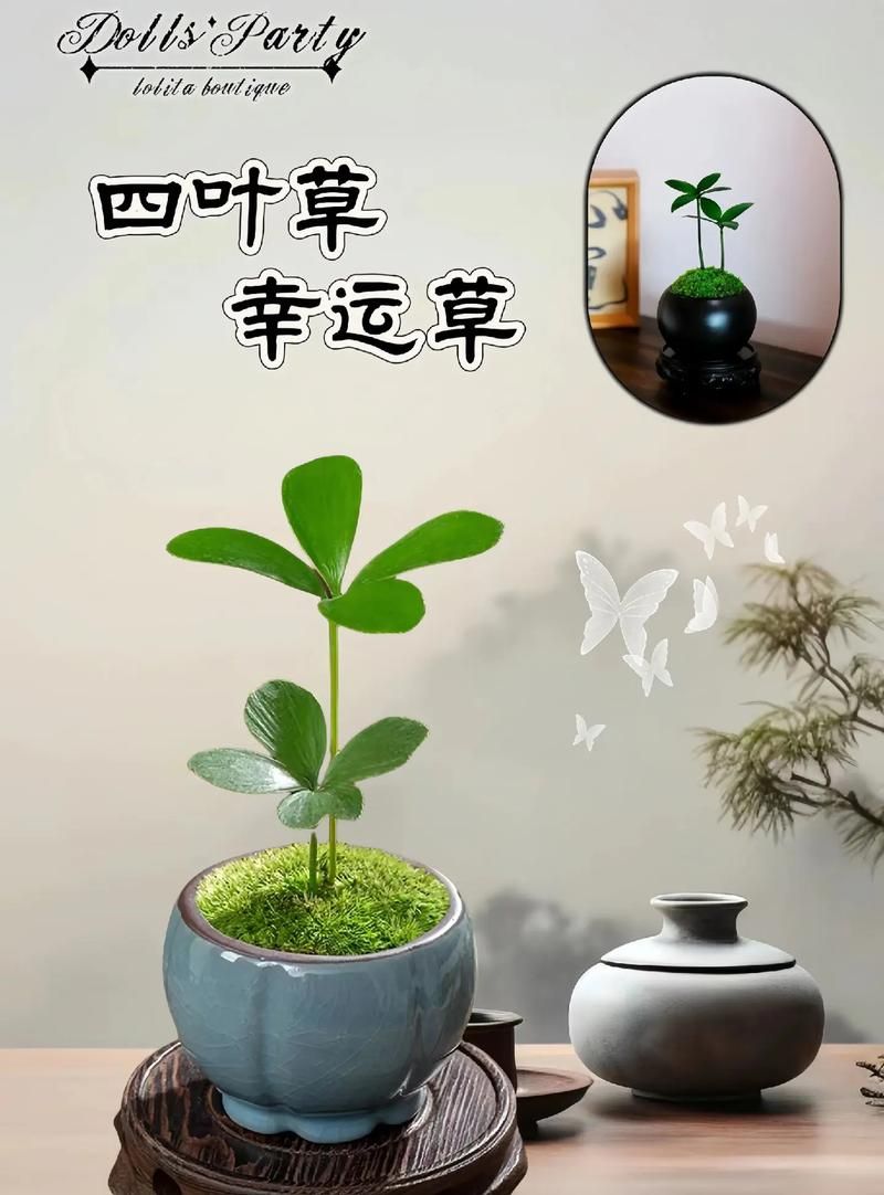 夏色四叶草在哪下载？最新版本免费下载