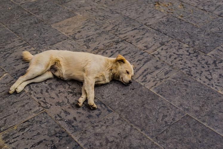 想玩后宫牧场生活？安卓下载地址分享，快来体验