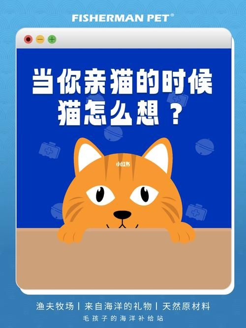 想玩当你的猫咪？这里提供官方正式版最新版下载！