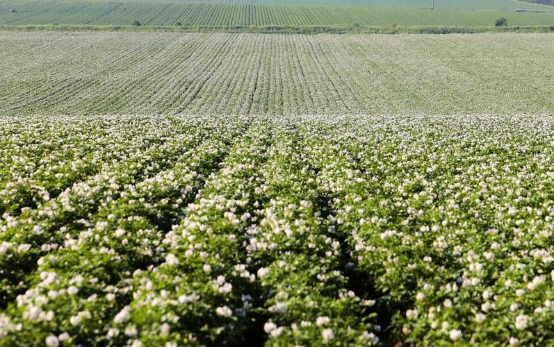 想玩我的播种农场?这里提供安全可靠的下载途径! 想玩我的播种农场?这里提供安全可靠的下载途径!