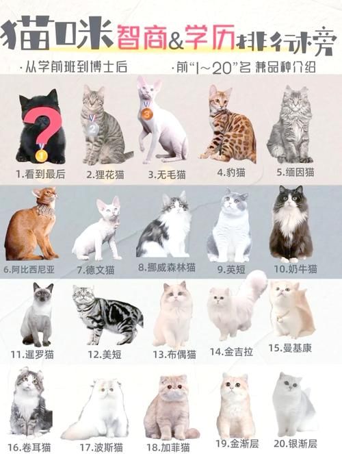 想玩捡到千年猫？各个版本区别大揭秘！