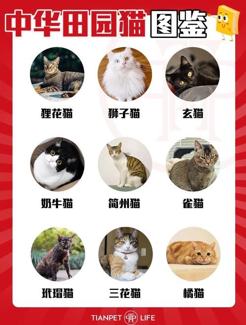 想玩捡到千年猫？各个版本区别大揭秘！