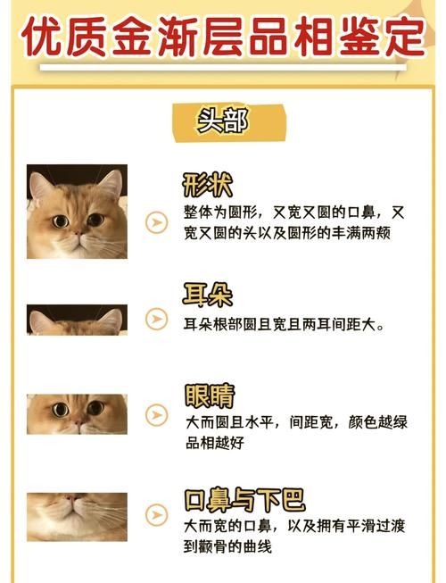 想玩捡到千年猫？各个版本区别大揭秘！